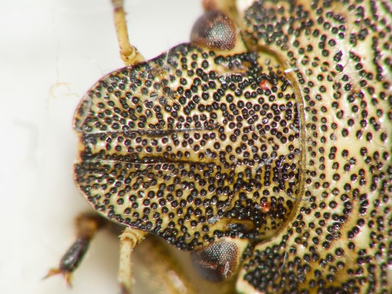 Holcostethus sphacelatus (Fabricius, 1794)